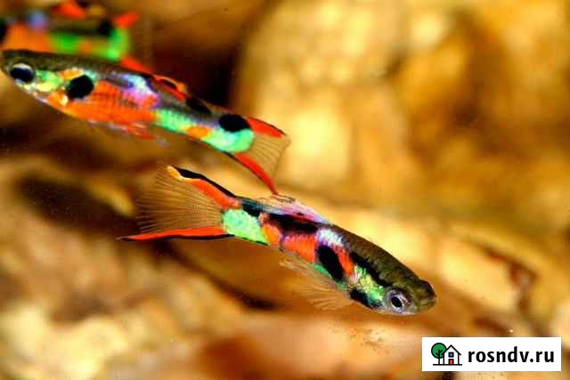 Гуппи Эндлер Сочи - изображение 1