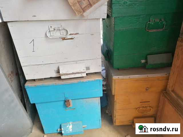 Улей Майкоп - изображение 1