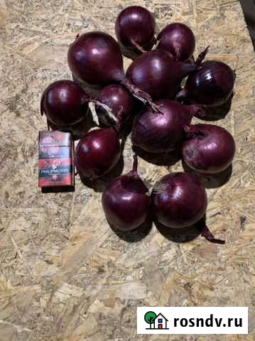 Лук фиолетовый Быково - изображение 1
