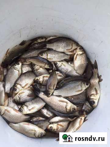 Живец карась,плотва Анна - изображение 1