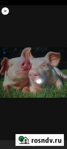 Продажа поросят Канаш - изображение 1