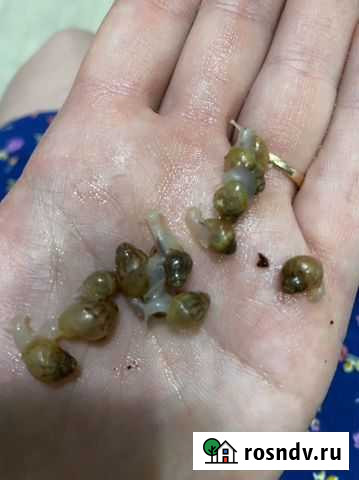 Улитки Кемерово - изображение 1