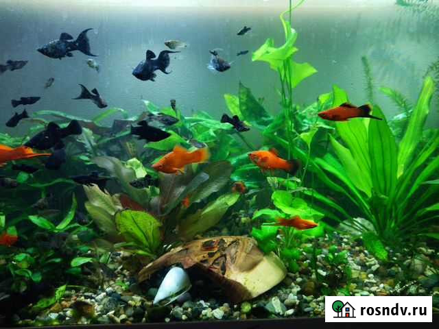 Гуппи,моллинезии Пенза - изображение 1