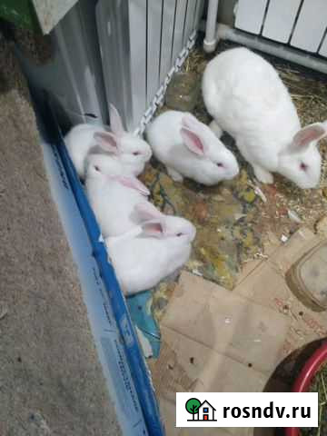 Продам Кролей На Разведение Белый Великан Кемерово - изображение 1