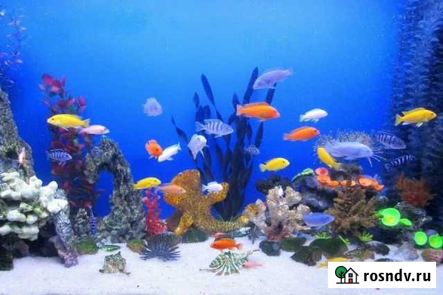 Цихлиды оз. Малави и Танганьика Сочи - изображение 1