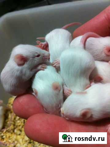 Опушата и голыши Тамань - изображение 1