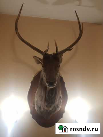 Чучело марала Новокузнецк - изображение 1