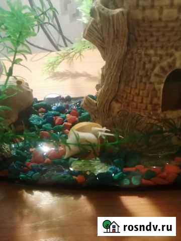 Улитки аквариумные Азнакаево - изображение 1