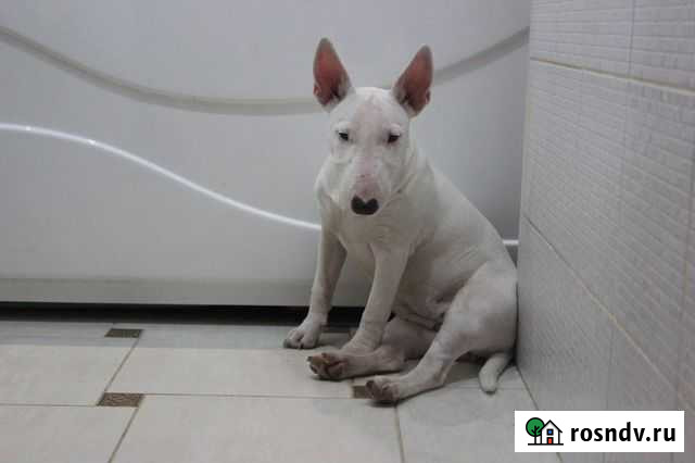 Дрессировка - Передержка собак у кинолога Волжский - изображение 1