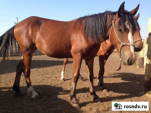 Лошади Тяжеловоз Зилаир - изображение 1