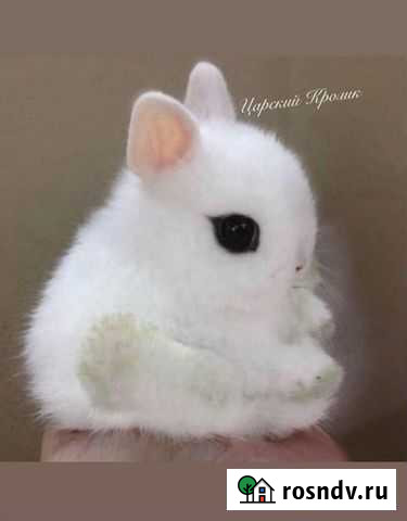 Кролики Царские карликовые Москва - изображение 1
