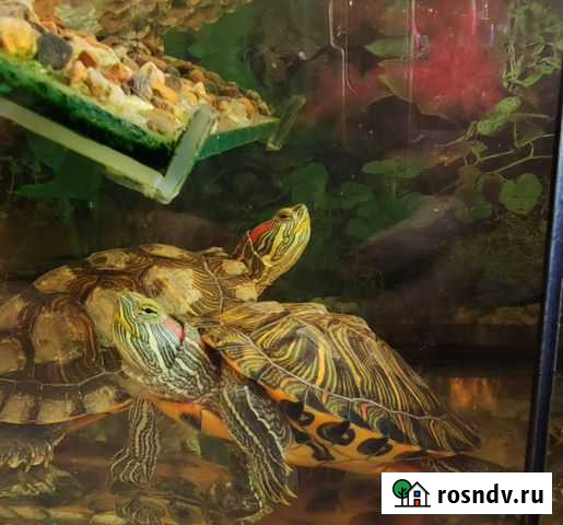 Черепашка по имени Наташка Иркутск - изображение 1