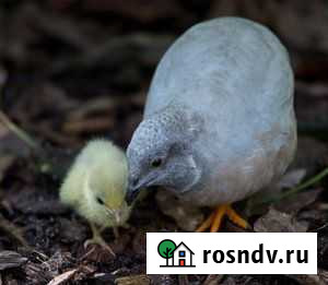 Перепела техасцы, селадоны, виргинский, китайские Горки-10 - изображение 1