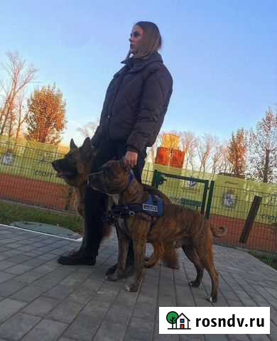 Выгульщик собак Курск - изображение 1