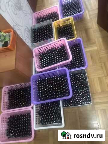 Гель лак на закупку Всеволожск - изображение 1