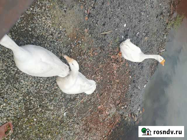 Гуси Новокузнецк - изображение 1