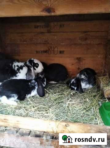 Кролики Брянск - изображение 1