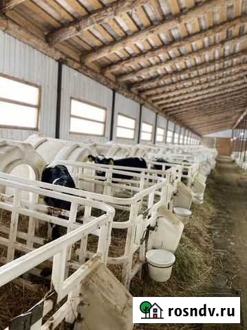 Бычки на откорм холмогоры Ермекеево - изображение 1