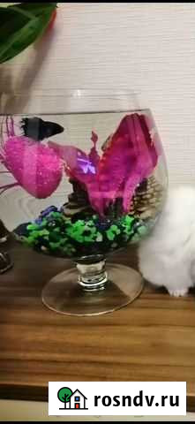 Рыбка петушок Балашиха - изображение 1