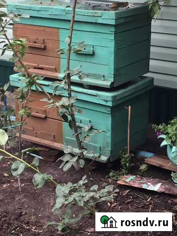 Пчёлы Мичуринск - изображение 1