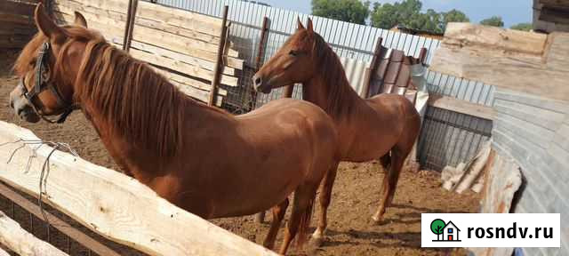 Лошади Уфа - изображение 1