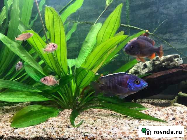 Растение в аквариум Саратов - изображение 1