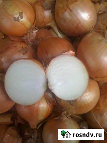 Лук Oптом Сoрт Mонас на производcтва от 20 тoнн Ярославль - изображение 1