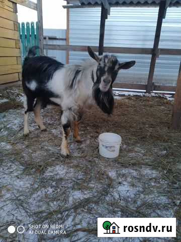 Козёл ч/п альпиец Называевск - изображение 1