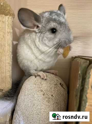 Шиншилла Саратов - изображение 1