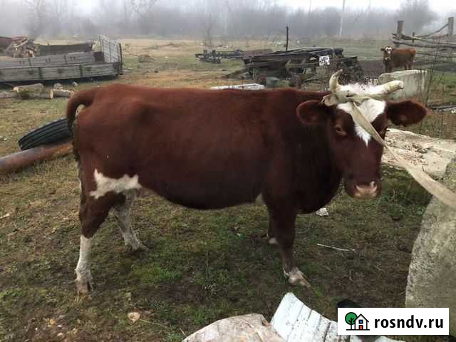 Продаю телку и корову Краснооктябрьский - изображение 1