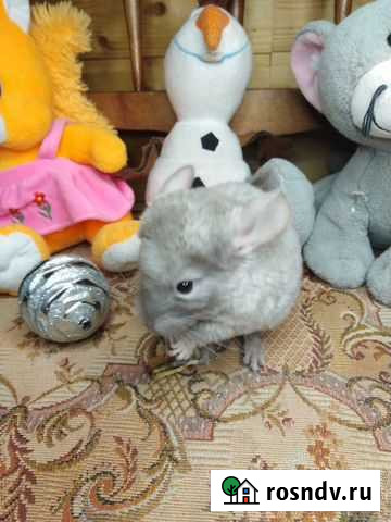 Шиншиллята разных окрасов Иваново - изображение 1