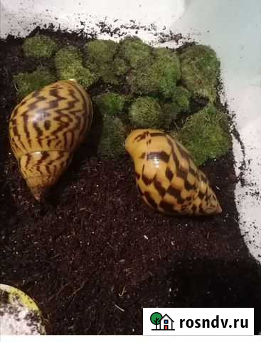 Улитки ахатины Липецк - изображение 1