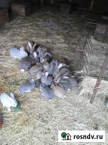 Кролики на разведение, Мясо Волгоград - изображение 1