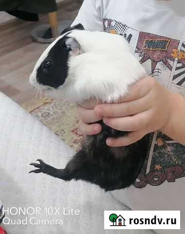 Морские свинки Чебоксары - изображение 1