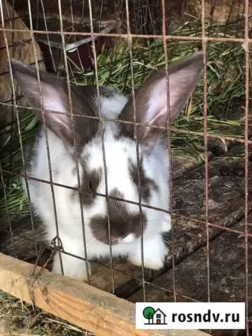 Продам кроликов Кстово - изображение 1