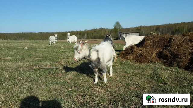 Козел на вязку Ижевск - изображение 1