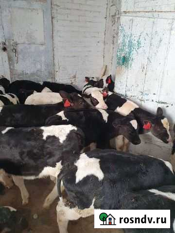 Телята бычки Моршанск - изображение 1