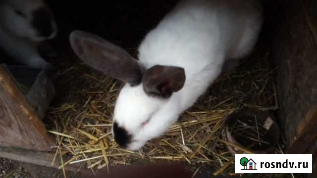 Калифорнийские кролики Зарайск - изображение 1