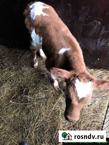 Телята, бычки от частной фермы Алексеевка - изображение 1