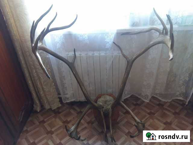 Рога оленя Севастополь - изображение 1