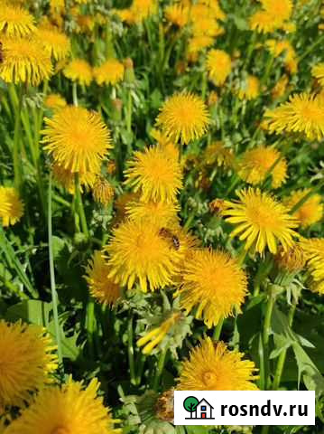 Живые пчёлы для апитерапии Калуга - изображение 1