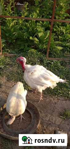 Индюк Абадзехская - изображение 1