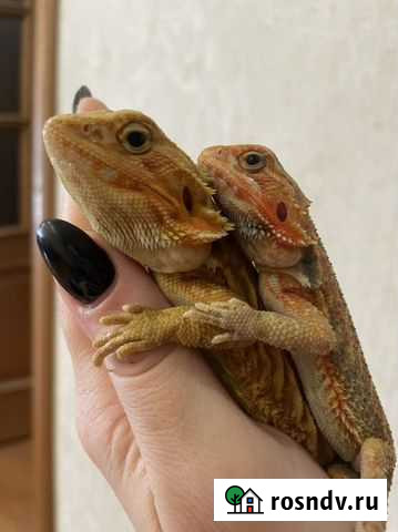 Агама бородатая Иркутск - изображение 1