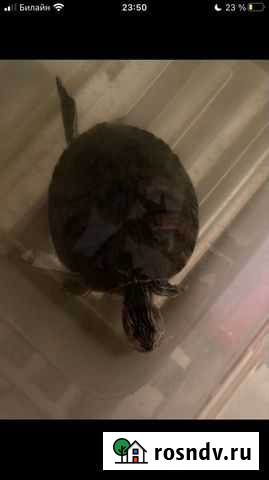 Черепаха Москва - изображение 1