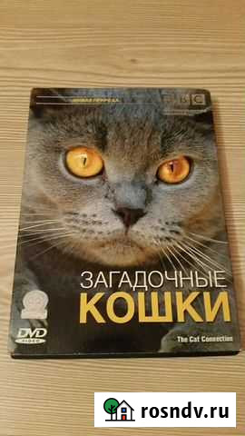 Документальный фильм о кошках. Производство ввс Иркутск - изображение 1