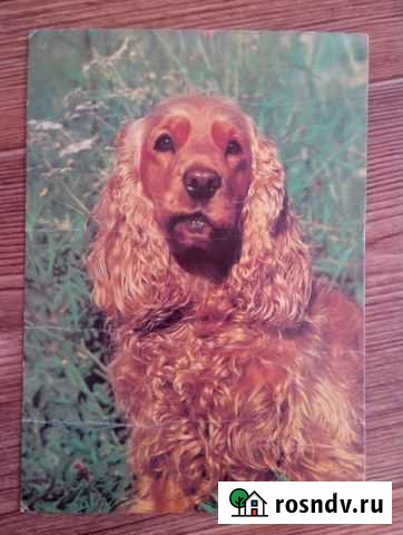 Анг. кокер спаниель Елисеев. СССР Нижний Новгород - изображение 1