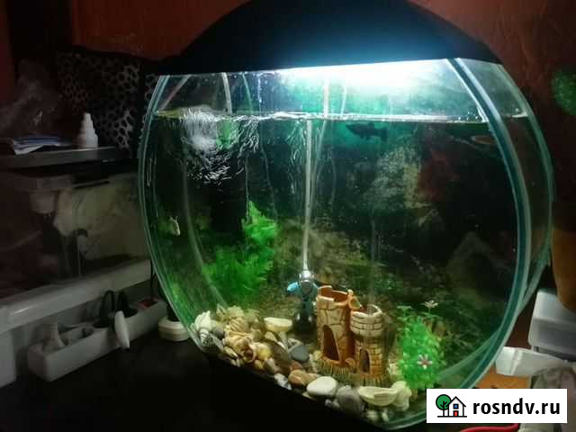 Аквариум Борисоглебск - изображение 1