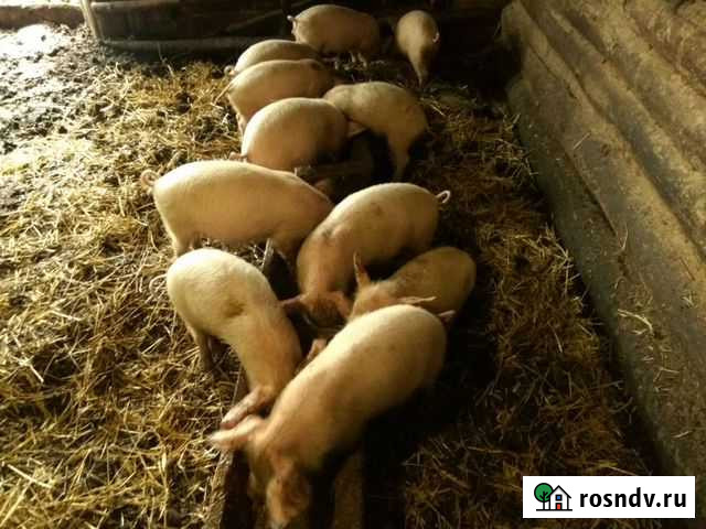 Поросята 1,5 и 1,0 месяца Уфа - изображение 1