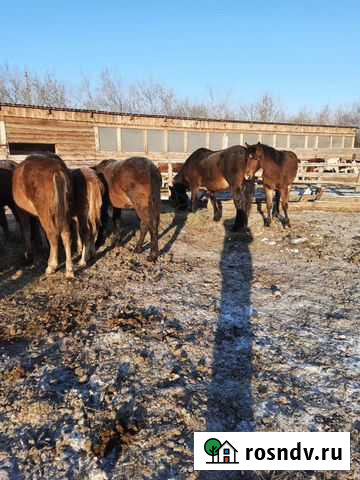 Продажа лошадей Шипуново - изображение 1