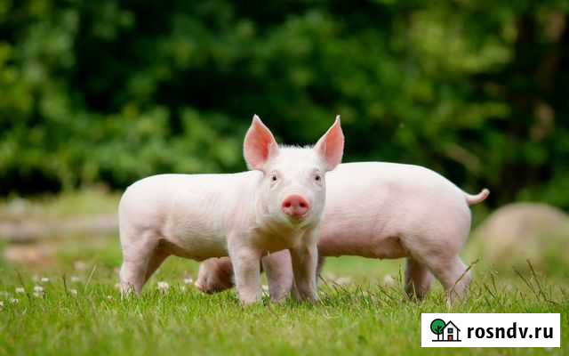 Поросята Солтон - изображение 1